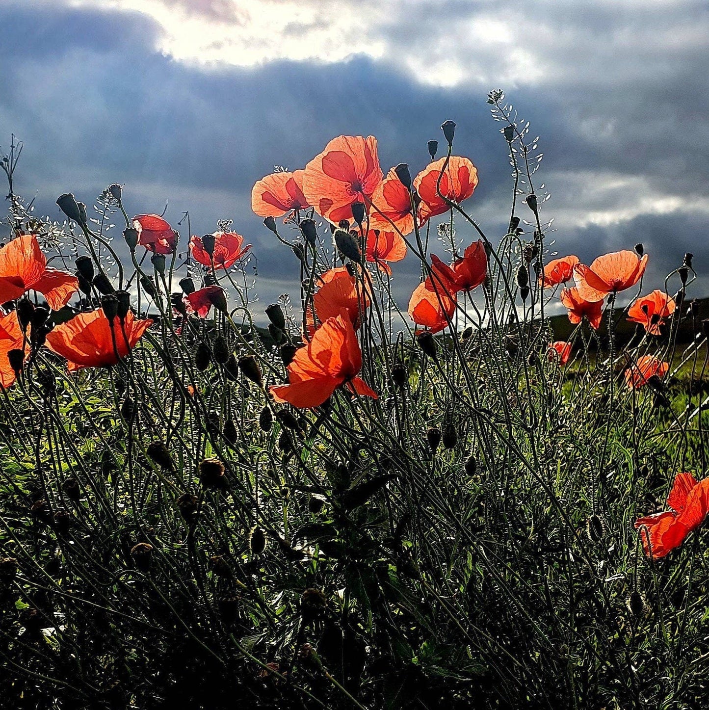 Brosche Anstecknadel mit roter Mohnblume Papaver Rot Blume