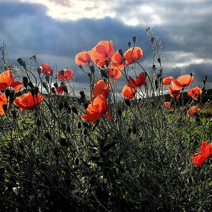 Brosche Anstecknadel mit roter Mohnblume Papaver Rot Blume